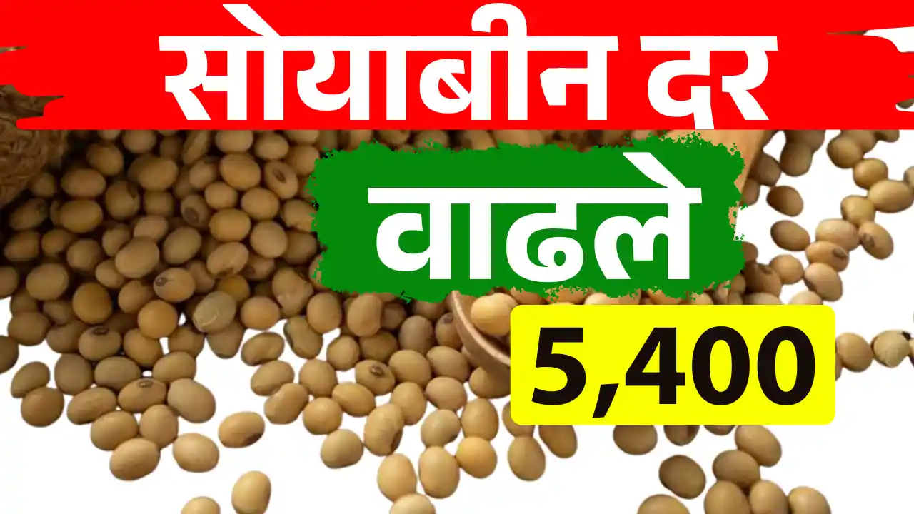 Soyabean Rate Today
