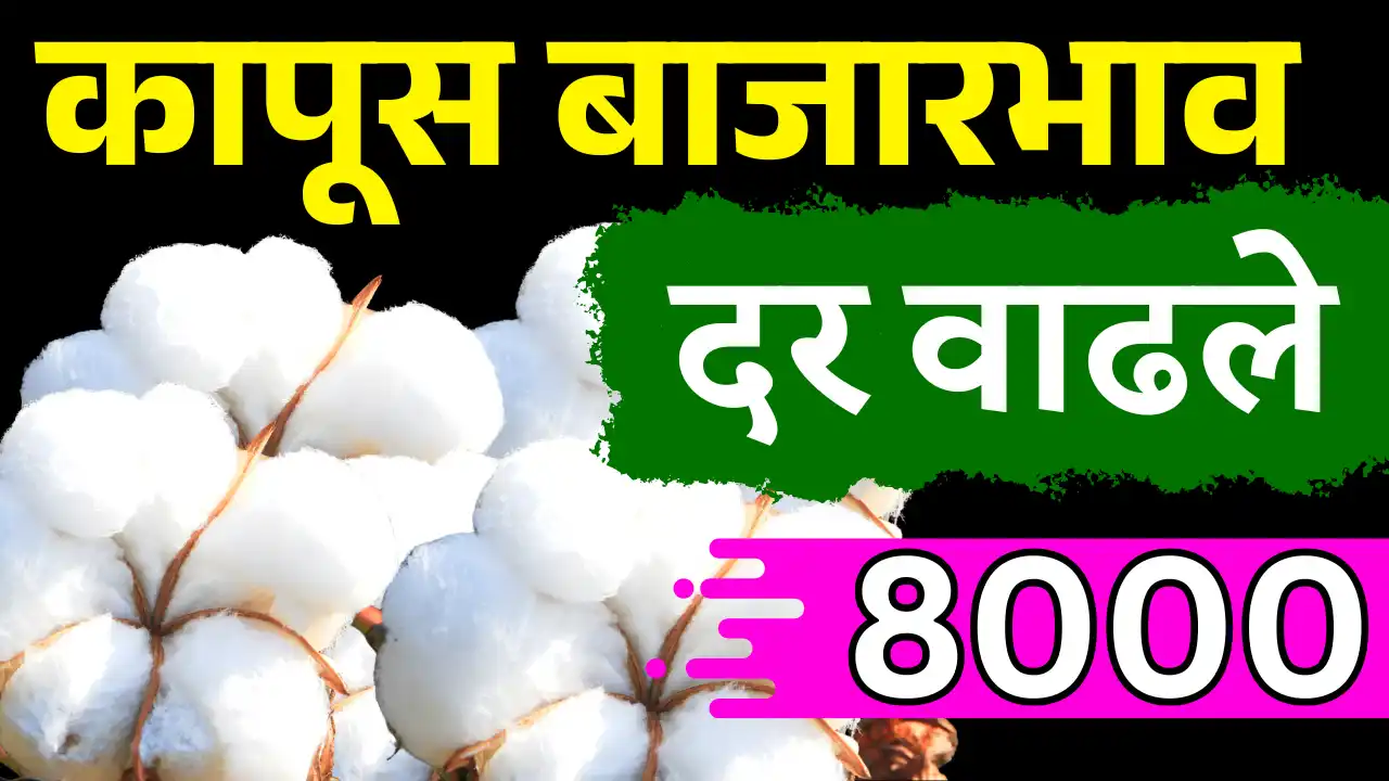 Cotton market price