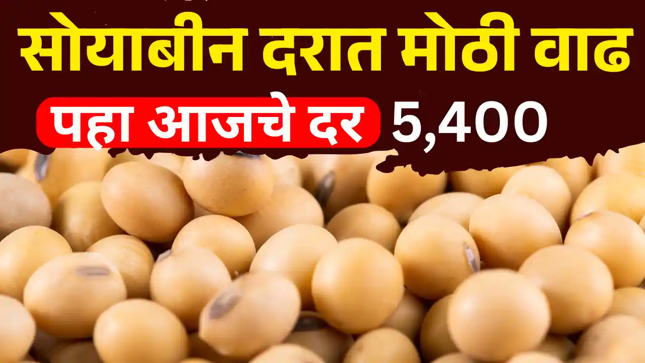 soyabean rate